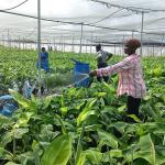 Top Agricultural Job Opportunities in Ghana for 2025