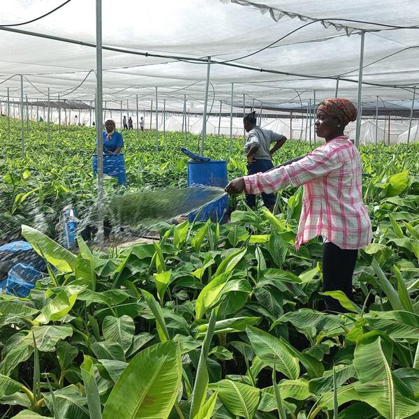 Top Agricultural Job Opportunities in Ghana for 2025
