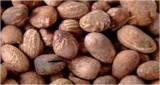 Muda Cashew Co. Ltd